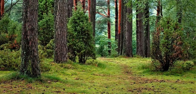 bright countryside dawn daylight