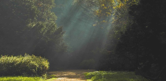 landscape sun trees path